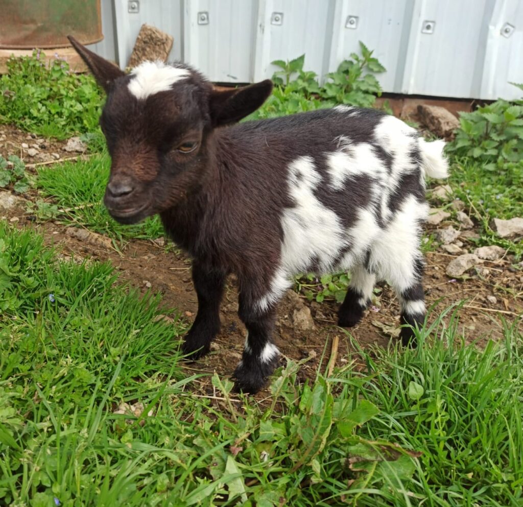 Acheter Une Chevre Naine