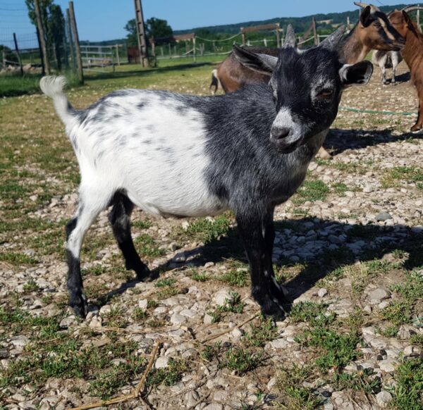Potiron