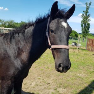 ⚜Narcos of Spirit ⚜