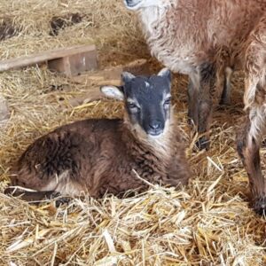 Agnenaux Soay croisés Ouessant