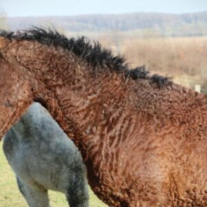 ⚜️Mystik Hawk of Spirit ⚜️ 