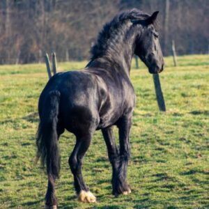 ⚜ Shilthan ( JackDaniel de la Chize )